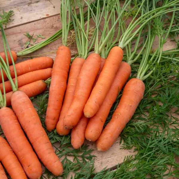 Potagères - Carotte Boléro F1 - Graines d'Exception - face recto